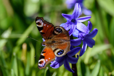 Close-up of butterfly pollinating on purple flower