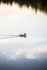 View of duck swimming in lake