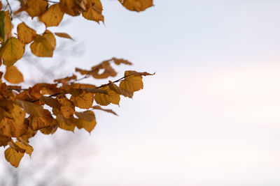 Low angle view of autumn leaves against sky