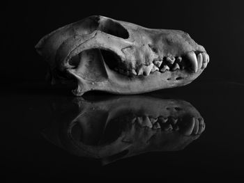 Close-up of human skull against black background