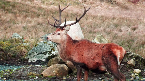 Deer scottish stag portrait