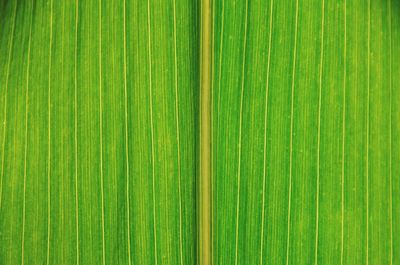 Full frame shot of palm leaves