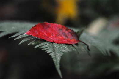 Close-up of dry maple leaf
