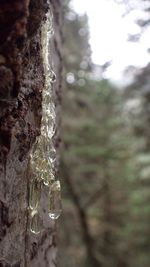 Close-up of frozen water droplets