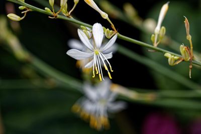 Close-up of white flowering plant