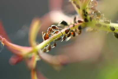 Close-up of insect on flower