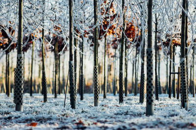 Trees in forest during winter