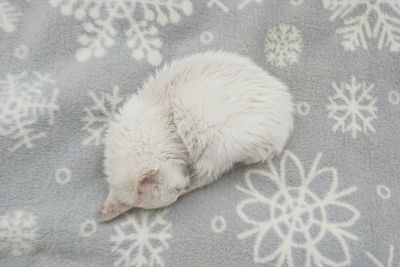 High angle view of white sleeping cat