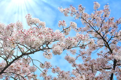 Low angle view of cherry blossoms against sky