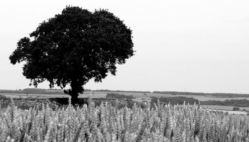Tree on field against clear sky