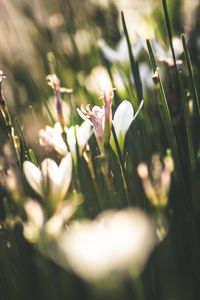 Close-up of white crocus flowers on field