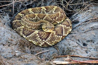 High angle view of snake on field