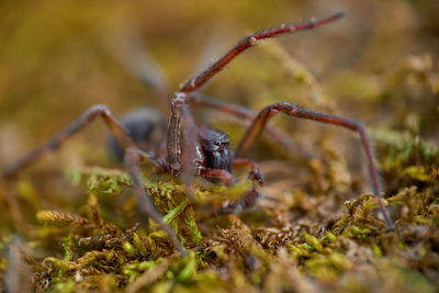 Close-up of insect on plant