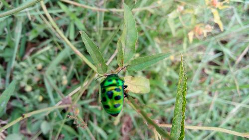 High angle view of ladybug on plant