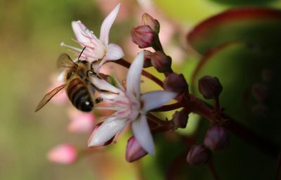 Close-up of bee on flower