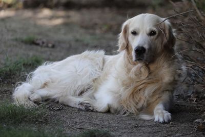 Portrait of dog relaxing on field