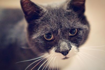 Close-up portrait of cat