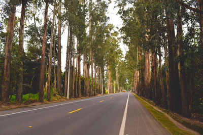 Country road along trees