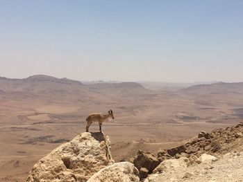 Horse standing on desert against clear sky
