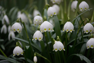 Close-up of white flowering plants on field