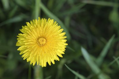 Close-up of yellow flower