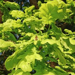 Close-up of fresh green plants
