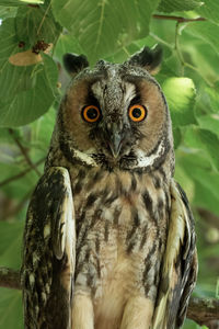 Close-up portrait of owl