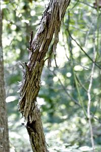 Close-up of tree trunk in forest