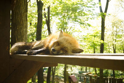 Close-up of fox relaxing on wooden plank by tree in forest