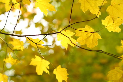 Low angle view of autumn tree