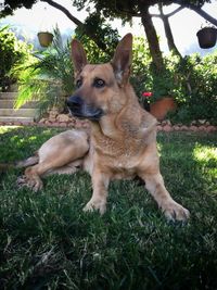 Portrait of dog on grass