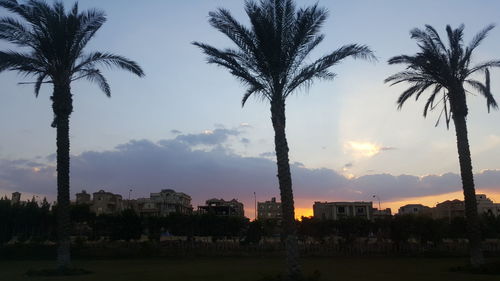 Silhouette palm trees by buildings against sky during sunset