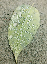 Close-up of water drops on leaf