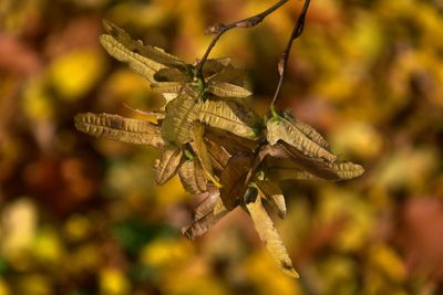 Close-up of insect on leaf