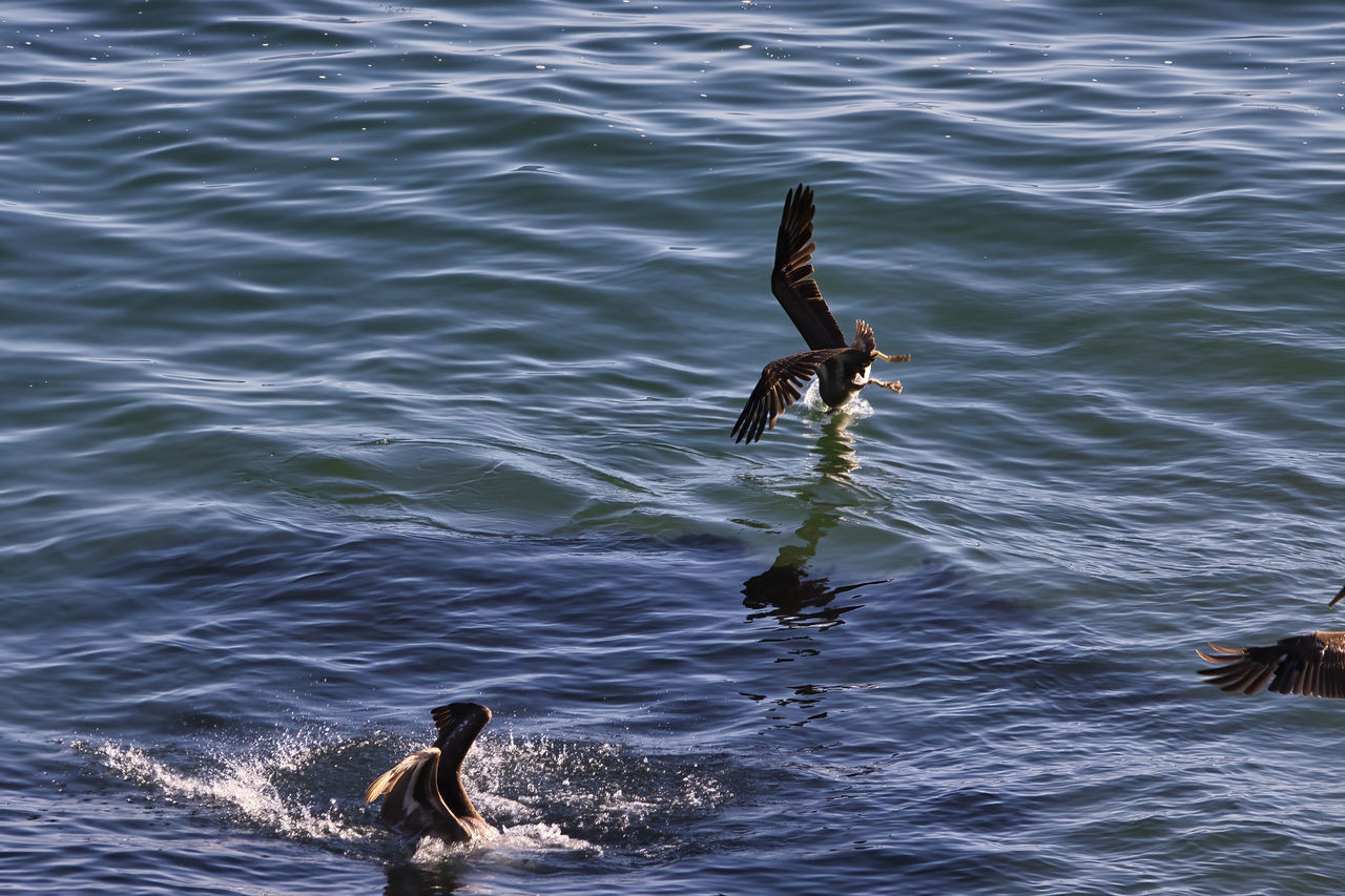 HIGH ANGLE VIEW OF DUCK SWIMMING IN SEA