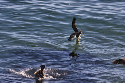 High angle view of bird swimming in sea