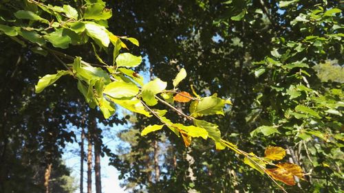 Low angle view of trees