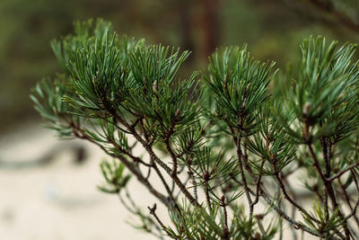 Close-up of pine tree