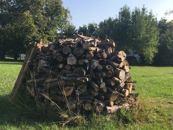 Stack of logs on field in forest