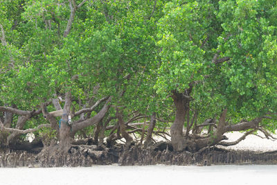 Trees growing in forest