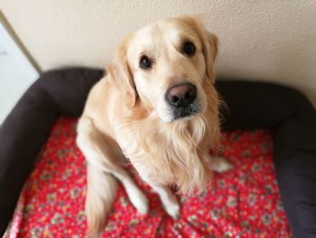 Portrait of dog relaxing on sofa at home