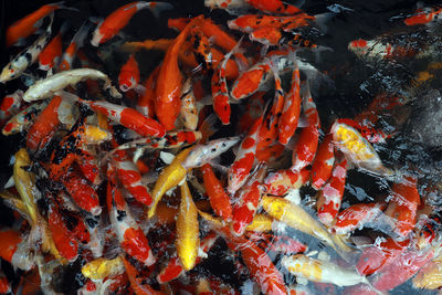 High angle view of koi carps swimming in pond