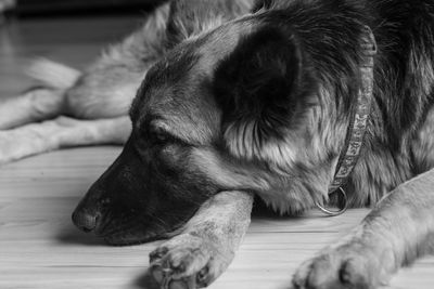 Close-up of dog sleeping at home