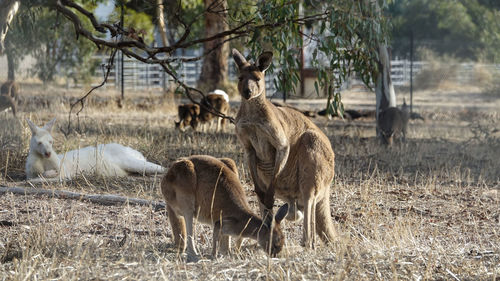 Sheep grazing on field