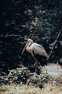 Bird perching on a rock