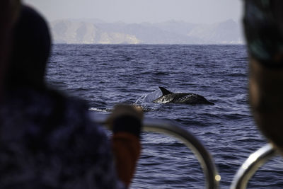 Rear view of a bird in water