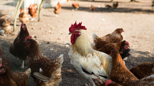 Close-up of rooster