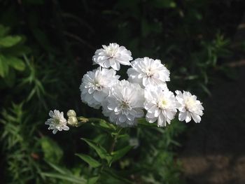 Close-up of white flowers