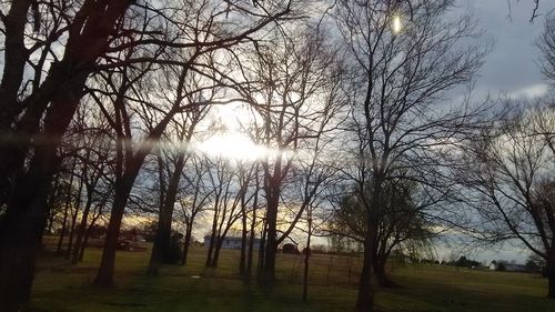 Trees on field against sky