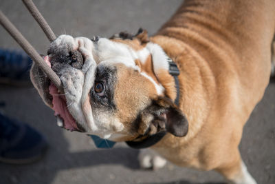 High angle view of dog